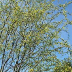 ИЗВИЛИСТАЯ 2